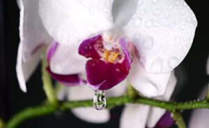 How to restore vaginal moisture after menopause