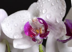 How to restore vaginal moisture after menopause